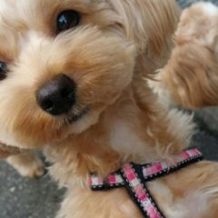 おすまし涼さん